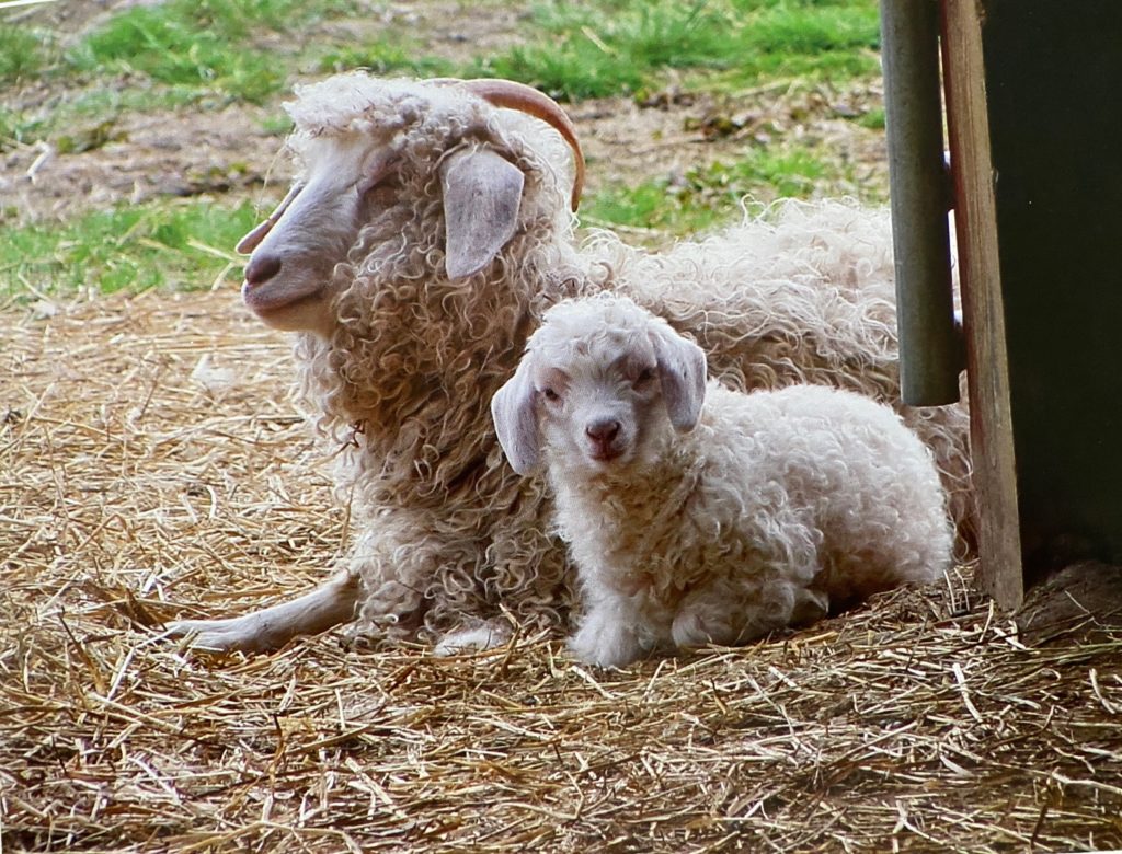 Alto DK Yarn - Flying Goat Farm